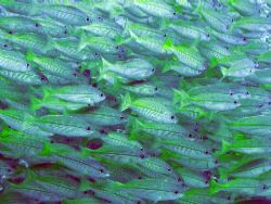 Bigeye snappers floating above the reef by Gordana Zdjelar 